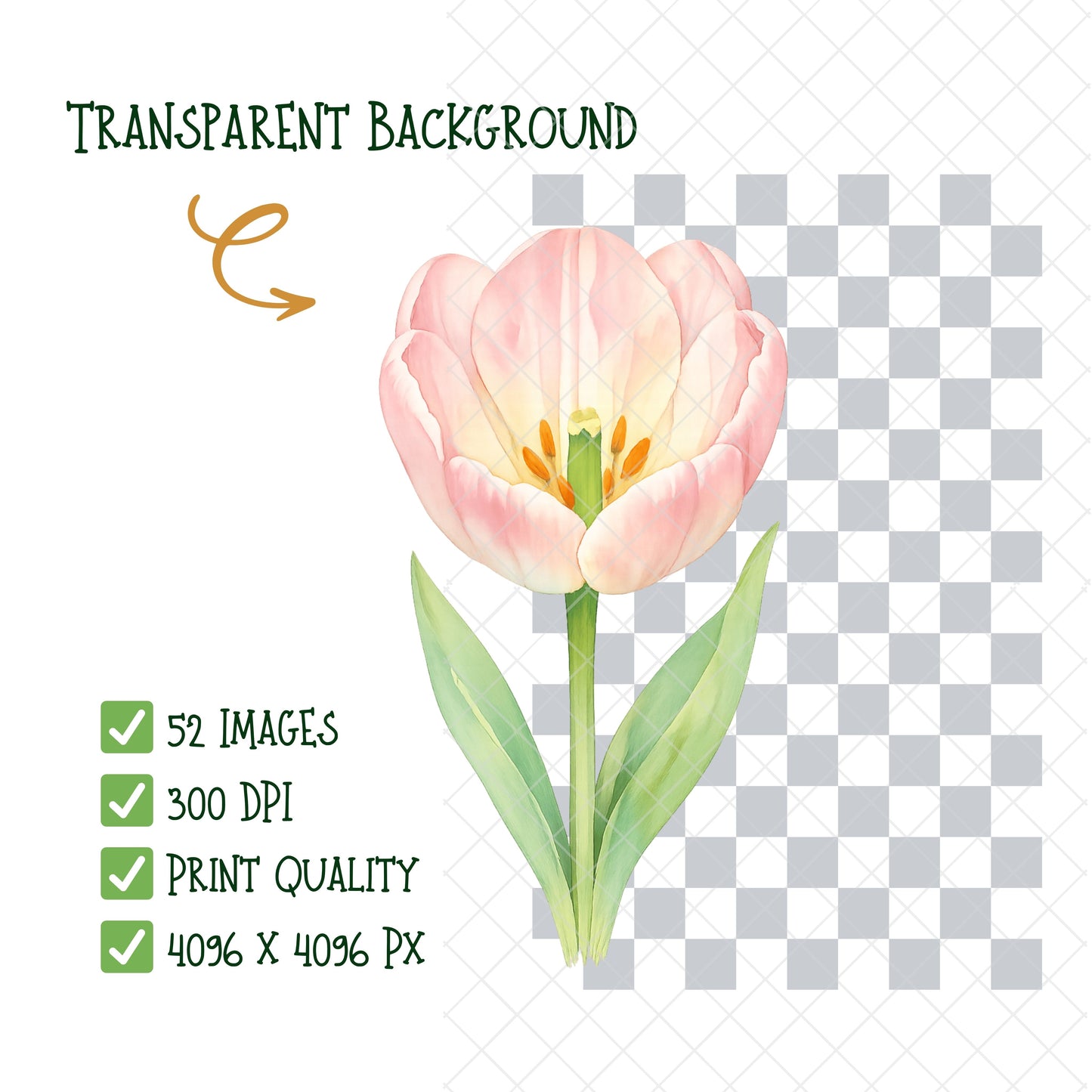 Tulip Watercolor Clipart – Pastel Spring Flower PNG Bundle (52 Files) – Wedding, Easter & Invitation Floral Graphics